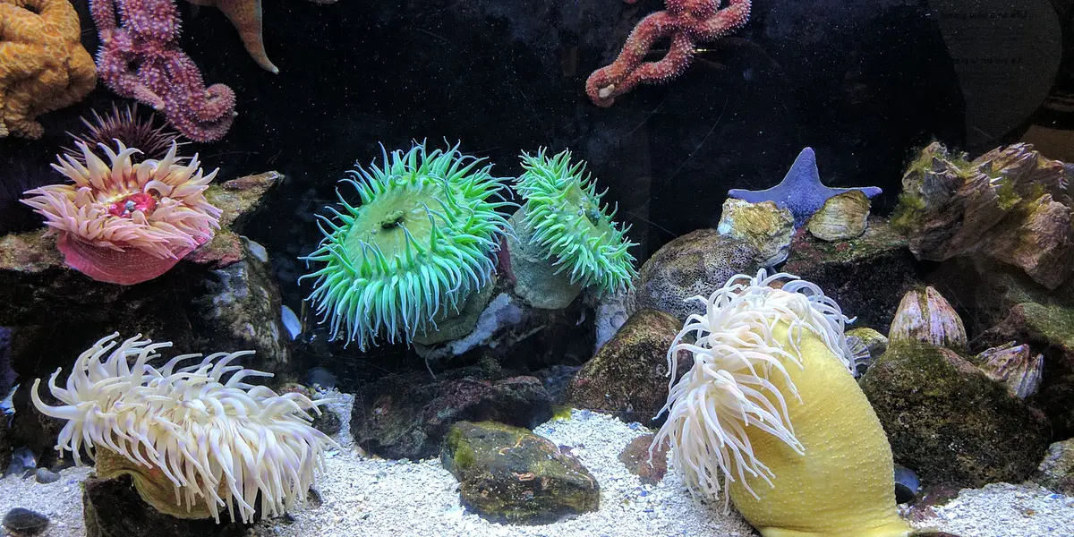 Snails to Whales: Marine Life Minis - Naples (November)