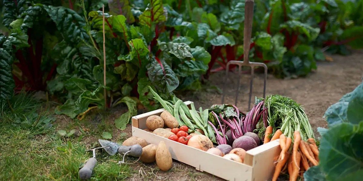 Organic Gardening in SWFL 101 - September Session